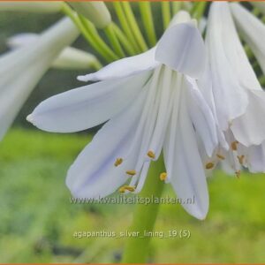 Agapanthus 'Silver Lining'