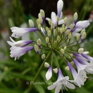 Agapanthus 'Twister'