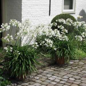 Agapanthus africanus 'Albidus'