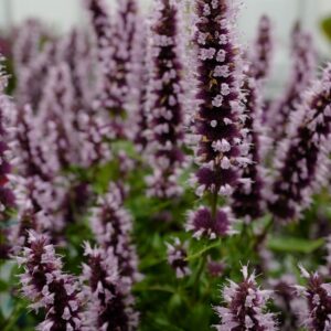 Agastache 'Agapk' (BEELICIOUS PINK)
