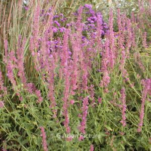 Agastache 'Ayala'