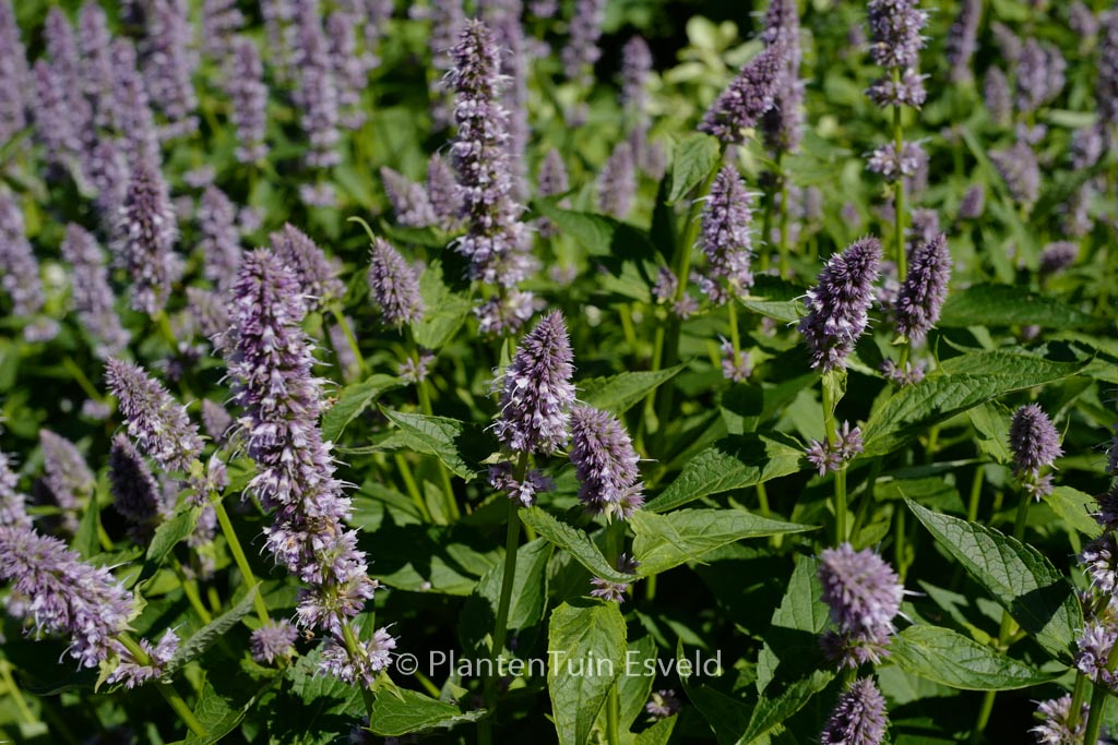 Agastache 'Blue Fortune'
