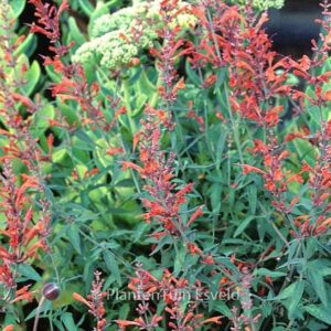 Agastache 'Firebird'