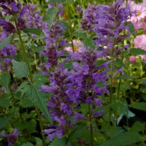Agastache 'Purple Haze'