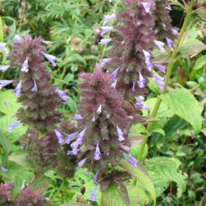 Agastache foeniculum