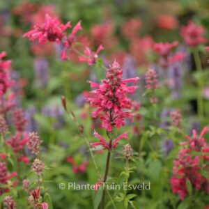 Agastache mexicana 'Red Fortune'