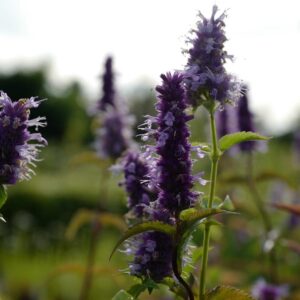 Agastache rugosa