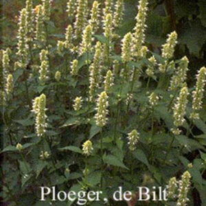 Agastache rugosa 'Alabaster'