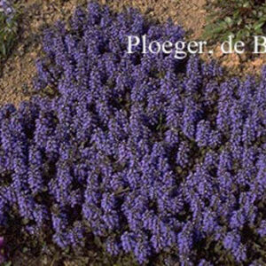 Ajuga reptans 'Atropurpurea'