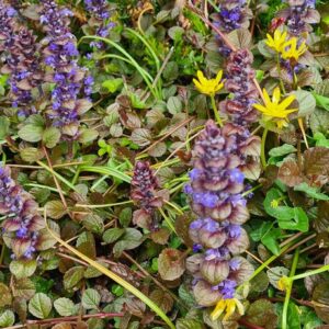 Ajuga reptans 'Braunherz'