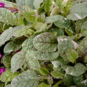Ajuga reptans 'Burgundy Glow'