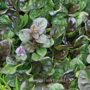 Ajuga reptans 'Catlin's Giant'