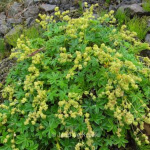 Alchemilla alpina