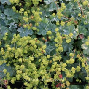 Alchemilla erythropoda