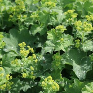 Alchemilla mollis
