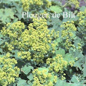 Alchemilla mollis 'Robustica'