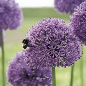 Allium 'Gladiator'