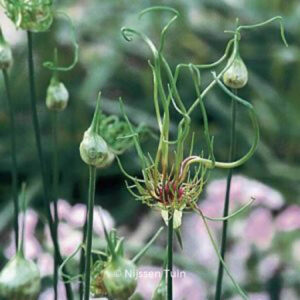 Allium 'Hair'