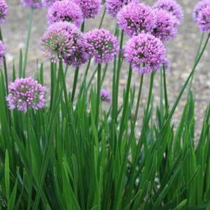 Allium 'Millennium'