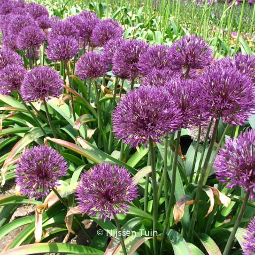 Allium 'Powder Puff'