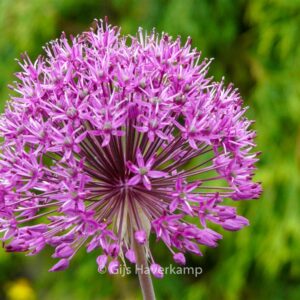 Allium 'Purple Sensation'