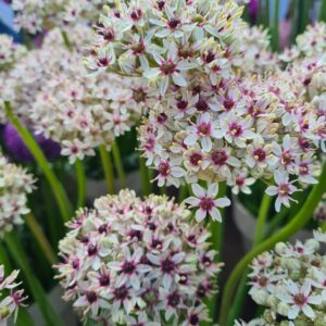 Allium 'Silverspring'
