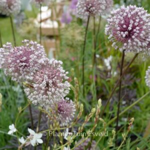 Allium 'Summer Drummer'