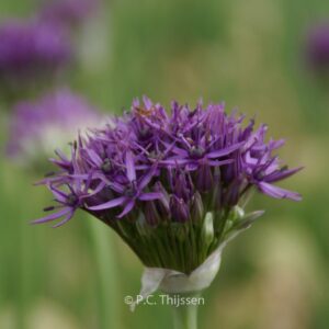 Allium 'Violet Beauty'