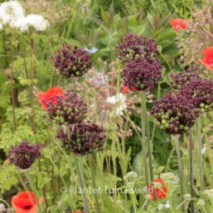 Allium atropurpureum