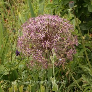 Allium christophii