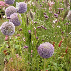 Allium giganteum