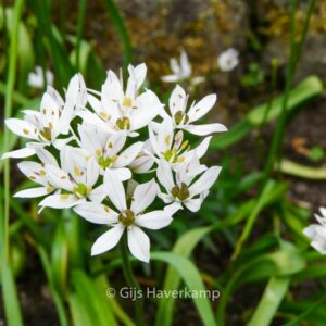 Allium neapolitanum