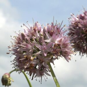 Allium nutans