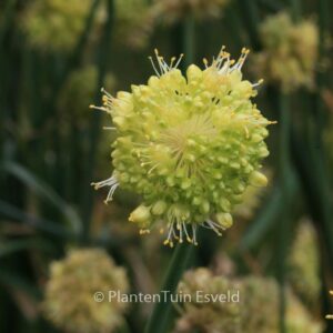 Allium obliquum