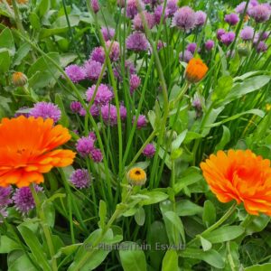 Allium schoenoprasum