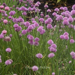 Allium schoenoprasum 'Forescate'