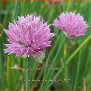 Allium schoenoprasum 'Rising Star'