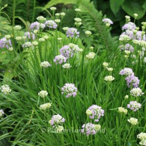 Allium senescens