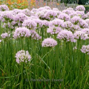 Allium senescens 'Lisa Green'