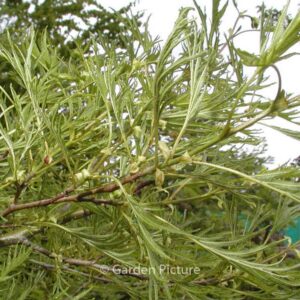 Alnus glutinosa 'Imperialis'