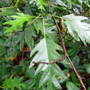 Alnus glutinosa 'Laciniata'