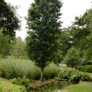 Alnus glutinosa 'Pyramidalis'