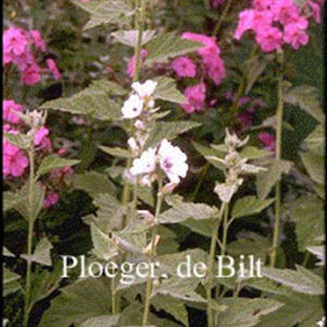 Althaea officinalis