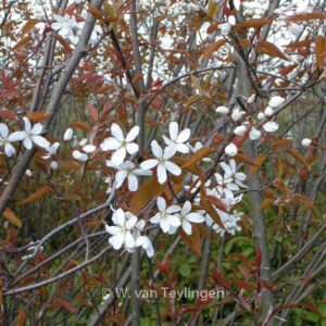 Amelanchier 'Snowflakes'