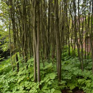 Amelanchier arborea 'Robin Hill'
