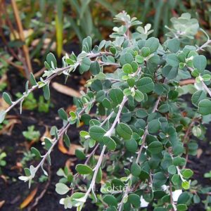 Amelanchier denticulata
