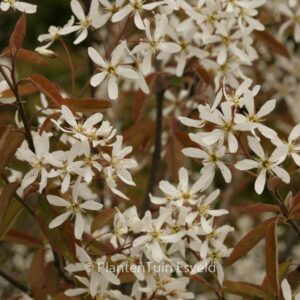 Amelanchier lamarckii