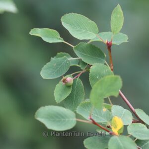Amelanchier ovalis
