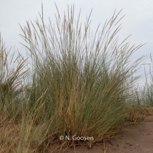 Ammophila arenaria
