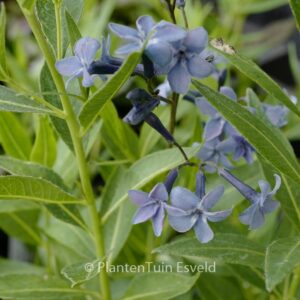 Amsonia 'Blue Ice'